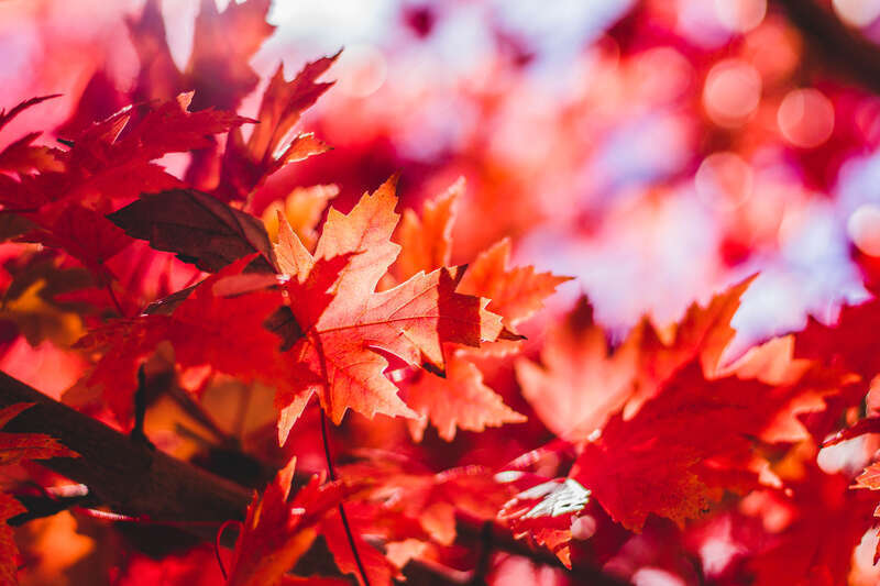 Longmont, United States