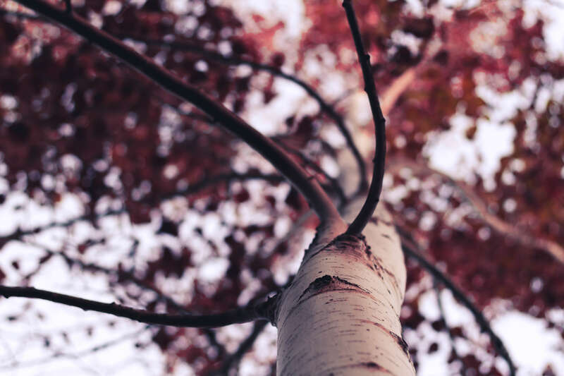 Longmont, United States