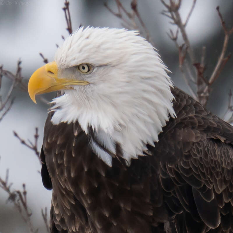 Bald eagle