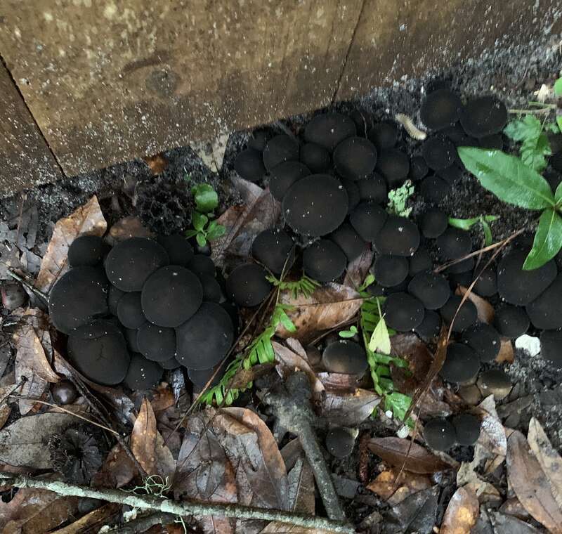 Umber-brown Puffball (Lycoperdon umbrinum)