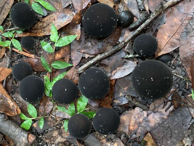 Umber-brown Puffball (Lycoperdon umbrinum)