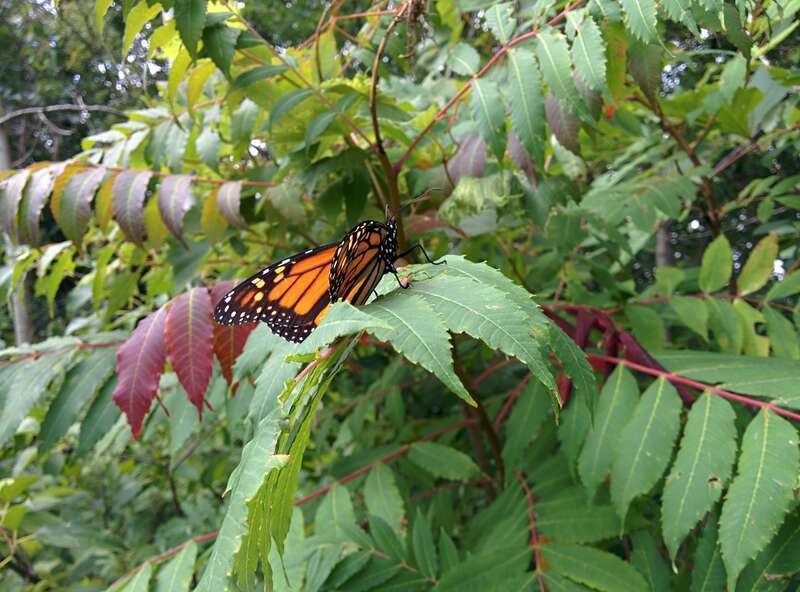 Photo by Courtney Celley/USFWS.
