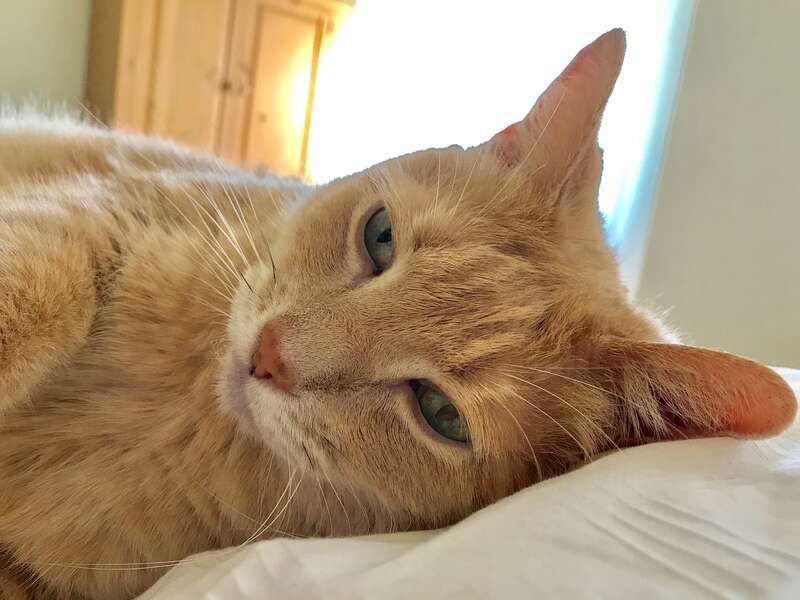 about to take a nap