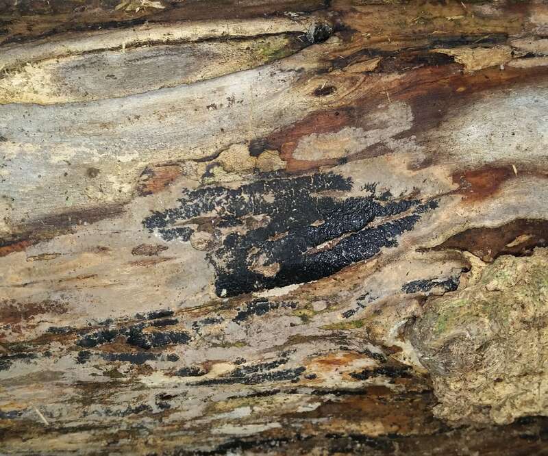 Nemania beaumontii