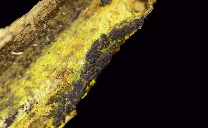 Nemania beaumontii