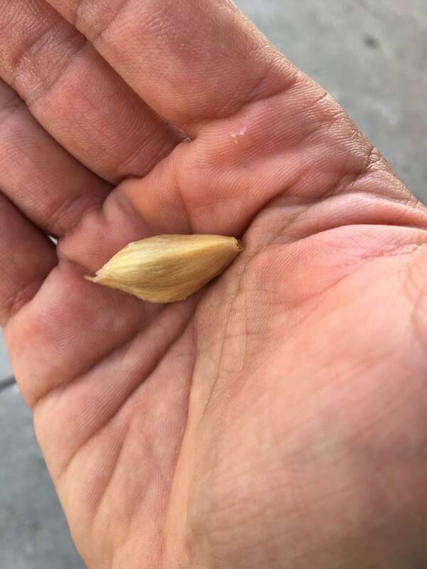elliptic yellowwood (Ochrosia elliptica)