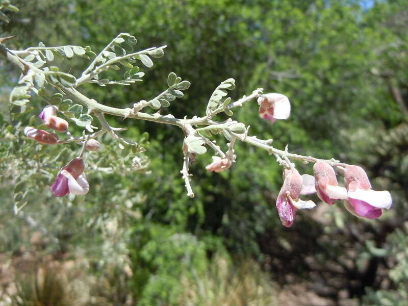 The flowers with whitish purplish petals are produced on short rachises that are congested into panicles at branch ends. These panicles to not terminate the stem growth. The triangular calyx lobes and hairy surfaces of the petals (back sides of