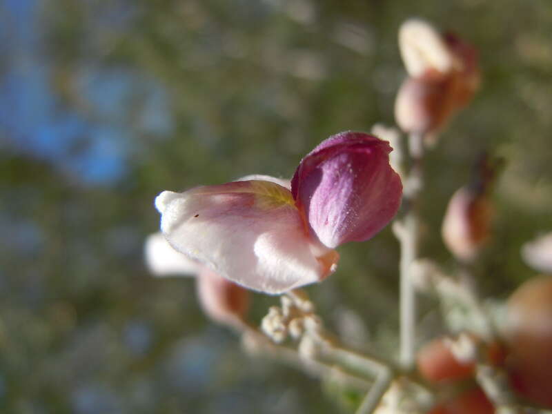 The flowers with whitish purplish petals are produced on short rachises that are congested into panicles at branch ends. These panicles to not terminate the stem growth. The triangular calyx lobes and hairy surfaces of the petals (back sides of