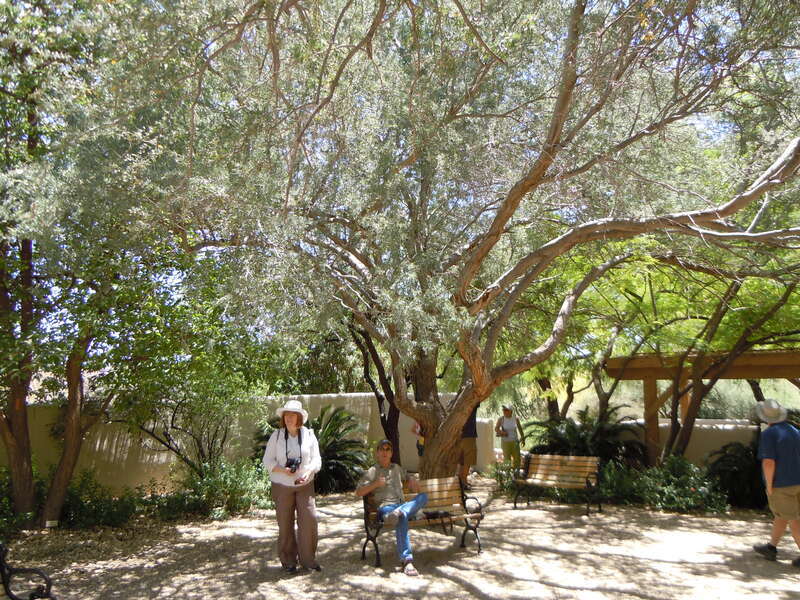 Although native to the Sonoran Desert, Olneya is commonly cultivated as an ornamental.