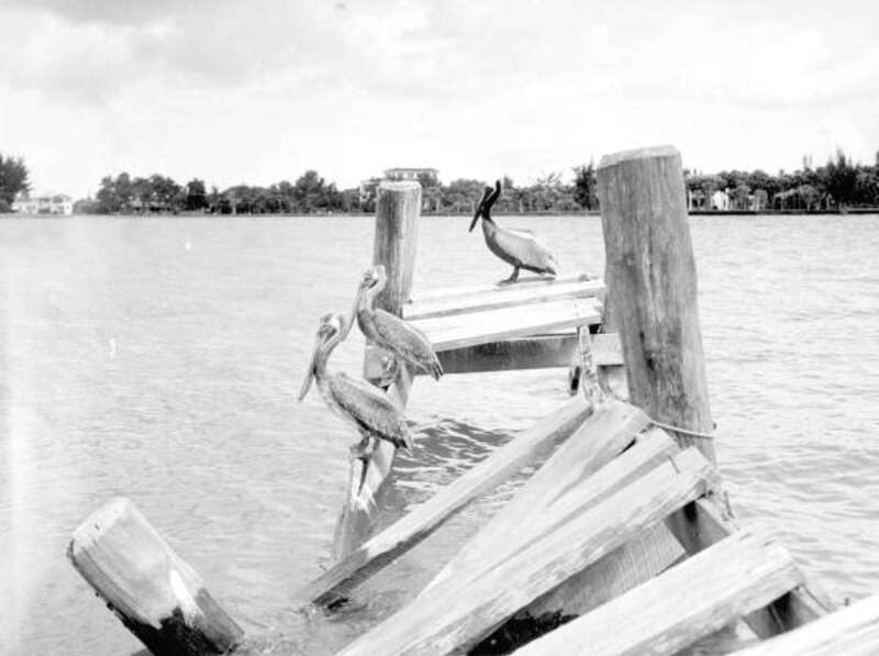 Local call number: c005232
Title: [Pelicans on old pier in Sarasota]
Date: 1946.
Physical descrip: 1 photoprint : b&amp;w ; 4 x 5 in.
Series Title: (Commerce Collection.)
General note: Here a mature adult in breeding plumage has joined two immature