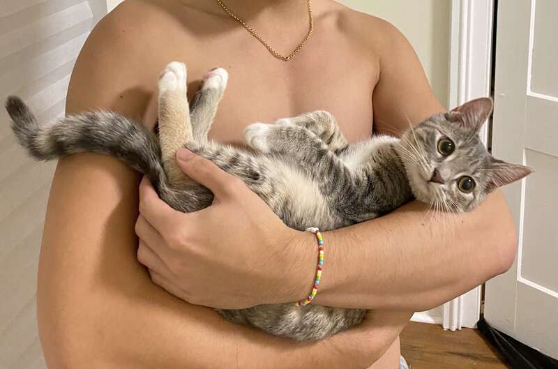 Person Holding a European Shorthair