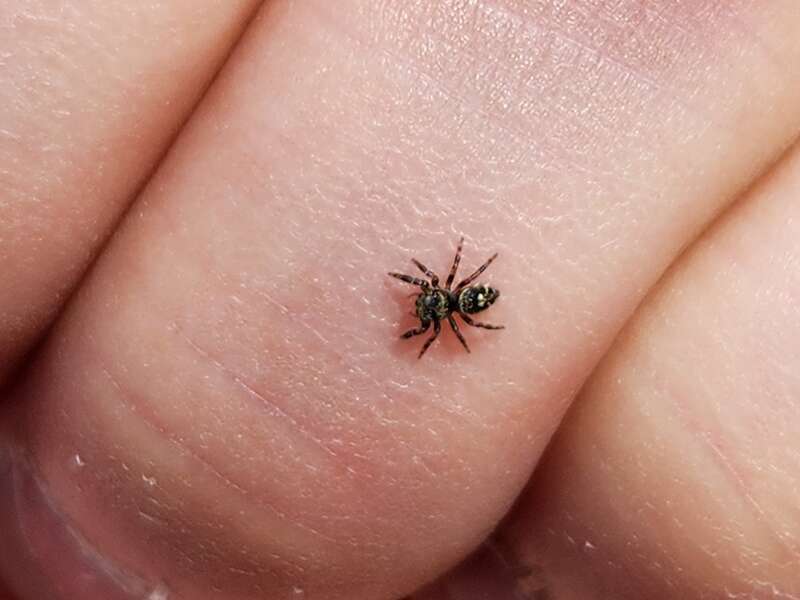 Putnam's Jumping Spider (Phidippus putnami)