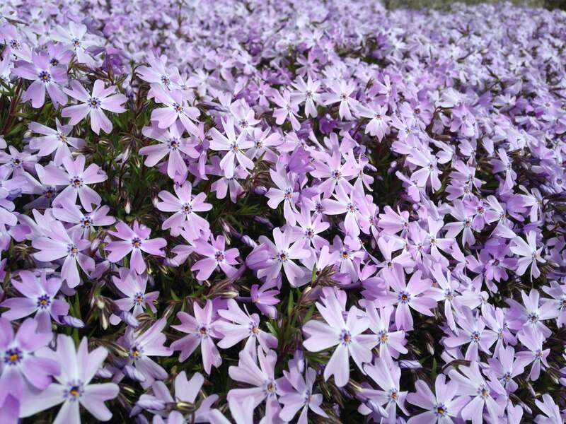 Sprintine phlox blooms in Lowell, Massachusettes