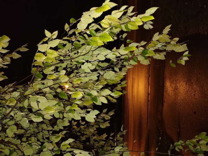 Cissus antarctica