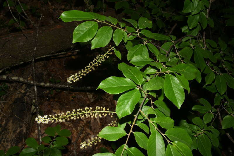 Prunus alabamensis (Alabama cherry) in flower