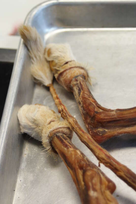 Comparative anatomy lab.