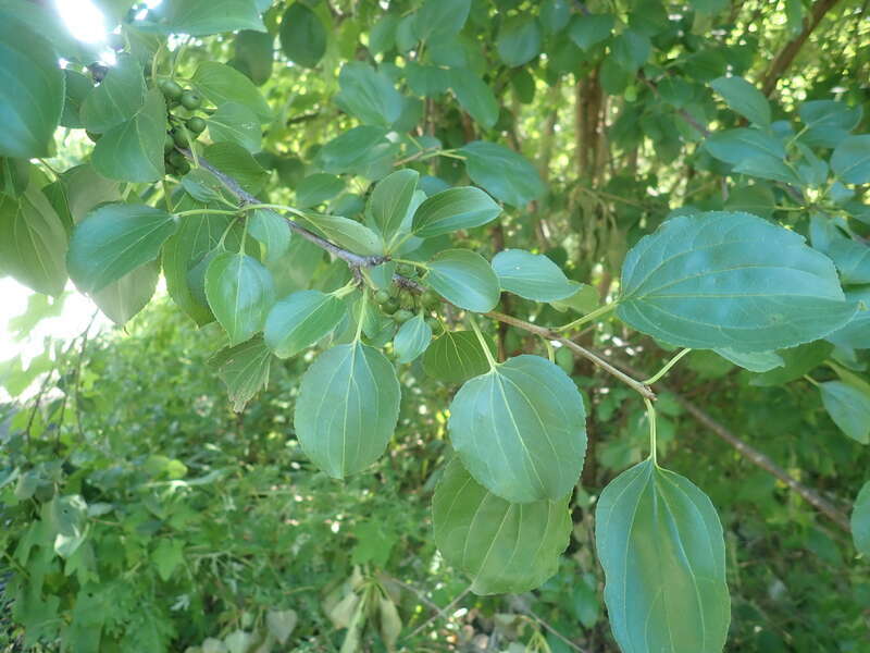 common buckthorn (Rhamnus cathartica)