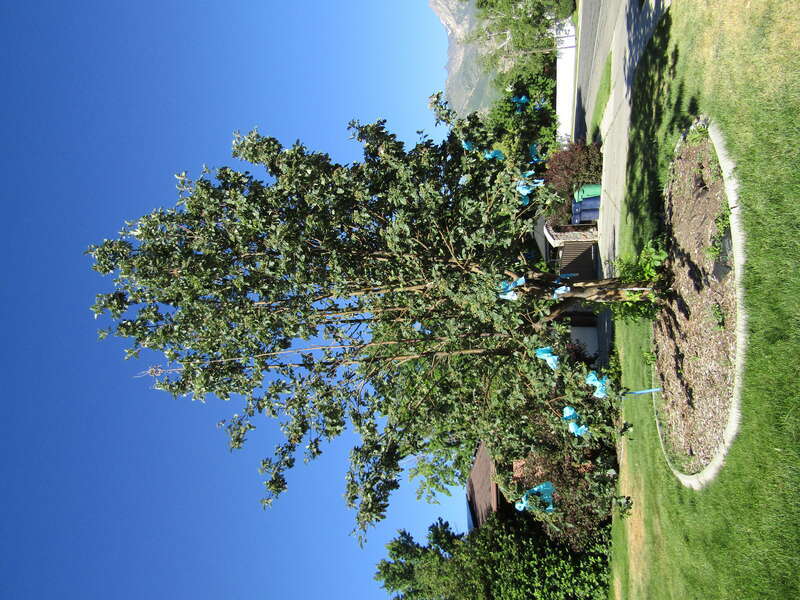 Blue ribbons placed a tree near where a shooting occurred in early June 2017.