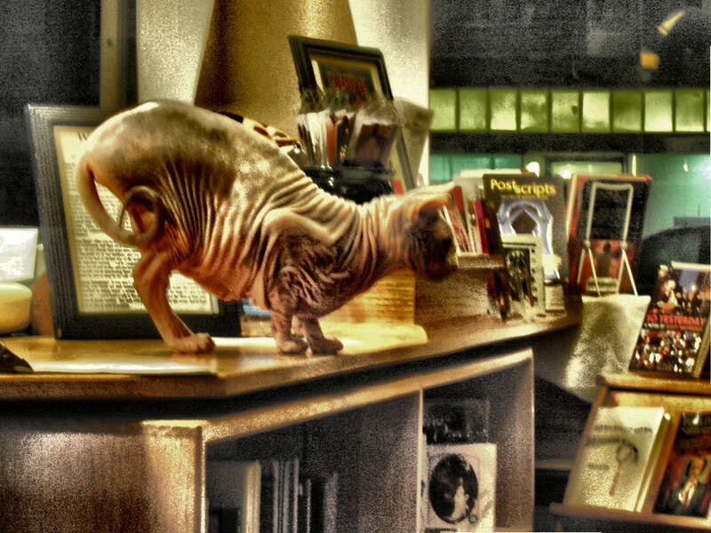 the borderlands bookstore cat, see the group