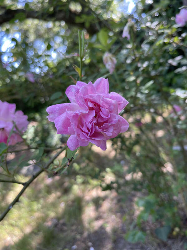 Rose at Santa Rosa Rural Cemetery