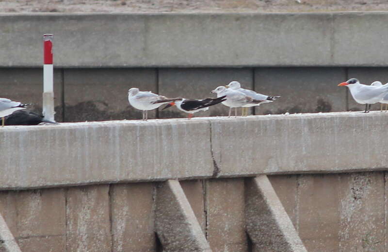 Black Skimmer (center) with Ring-billed Gulls (near the skimmer) and Caspian Tern (right)