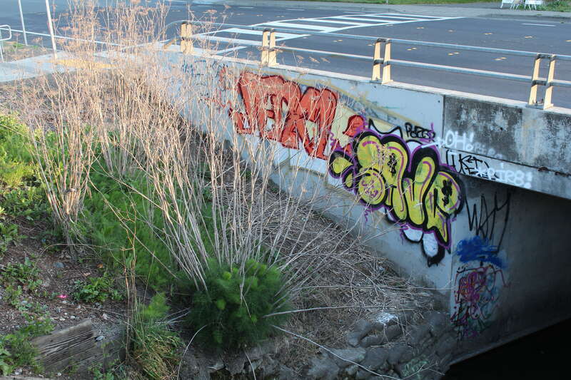 Graffiti on the bridge over Copeland Creek, Rohnert Park on Seed Farm Dr.