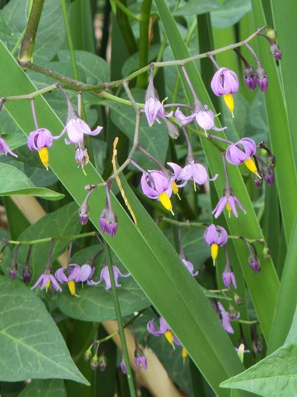 bittersweet nightshade (Solanum dulcamara)