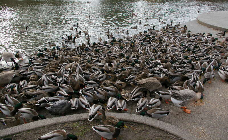 Ducks being fed at the Duck Pond in Spokane's Manito Park.