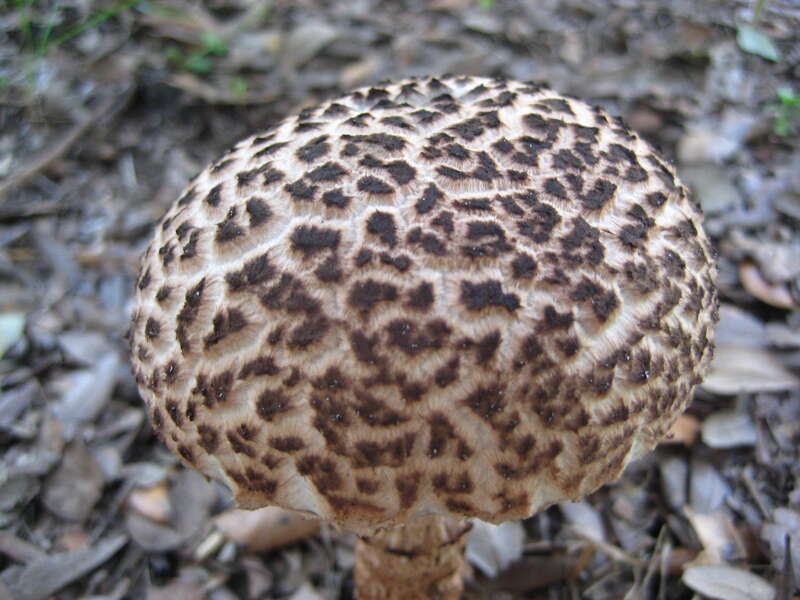 Old-man-of-the-woods (Strobilomyces strobilaceus)
