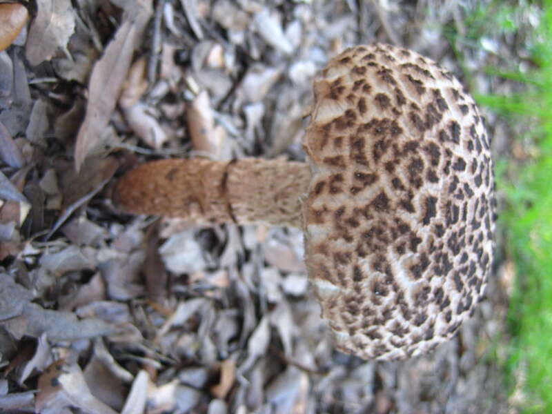 Old-man-of-the-woods (Strobilomyces strobilaceus)