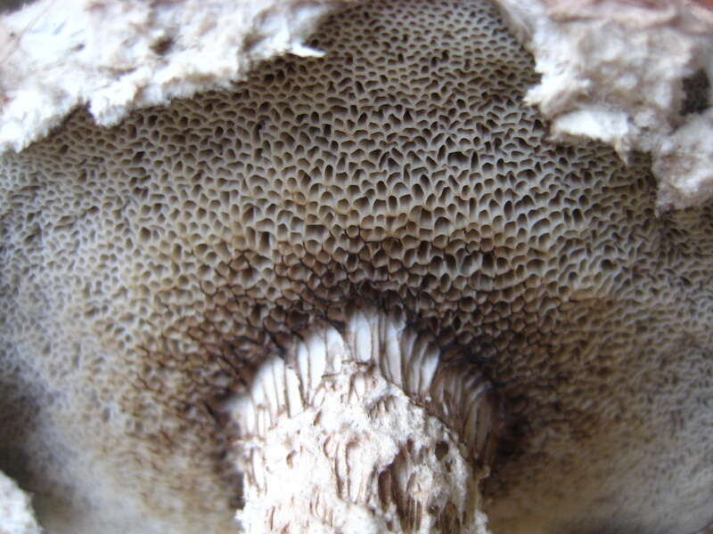 Old-man-of-the-woods (Strobilomyces strobilaceus)