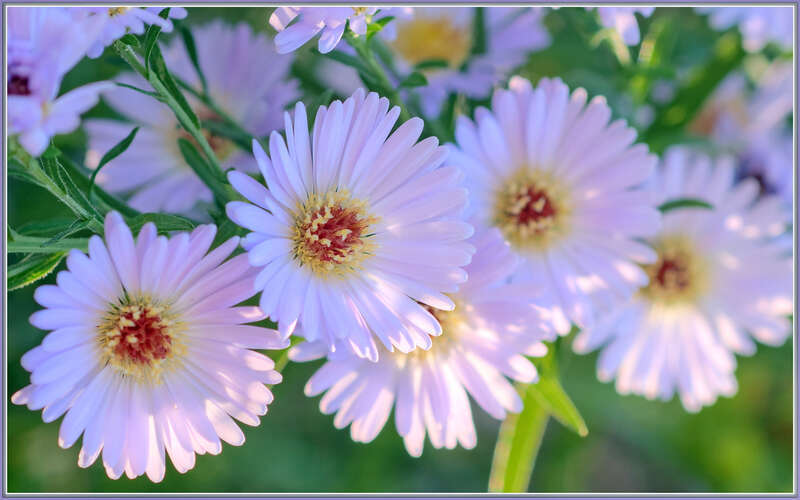 
500px provided description: Late season ambassadors... [#flowers ,#light ,#happy ,#pink ,#garden ,#purple ,#sunny ,#asters]