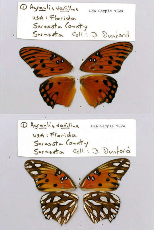 UNITED STATES OF AMERICA.  FL, Sarasota Co.,  ISE 2006,   <a href="http://nymphalidae.utu.fi/story.php?code=TS-24" rel="nofollow">see in our database</a>