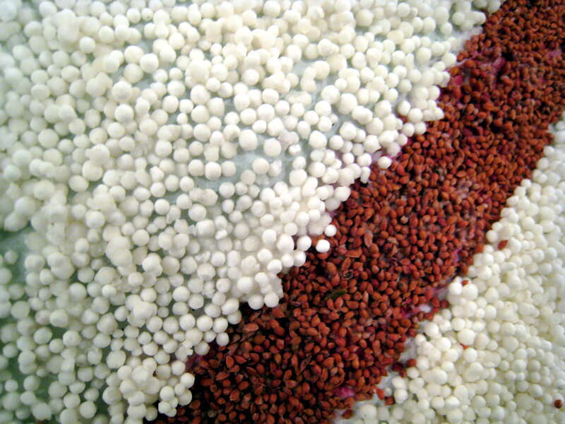 tapioca pearls and cranberry seeds as float decorationstapioca pearls and cranberry seeds