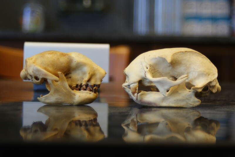 The three and two toed sloths belong in different genera, and in fact, different families (Bradypodidae and Megalonychidae) within the sloth suborder of Folivora. The three toed sloths are actually the most basal lineage of the sloth radiation, with