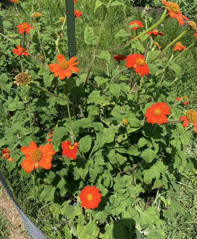 Tithonia