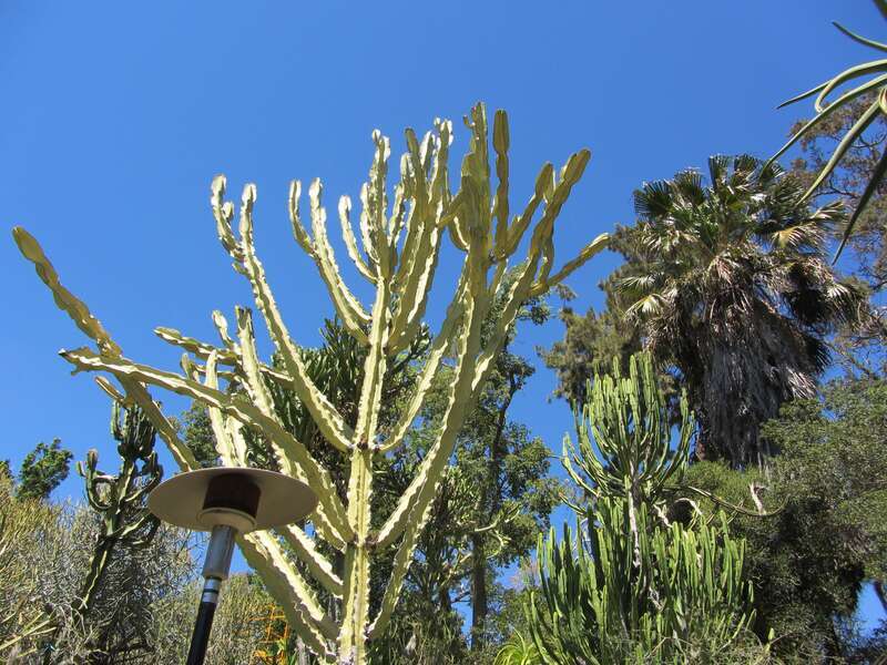 Towering Euphorbs