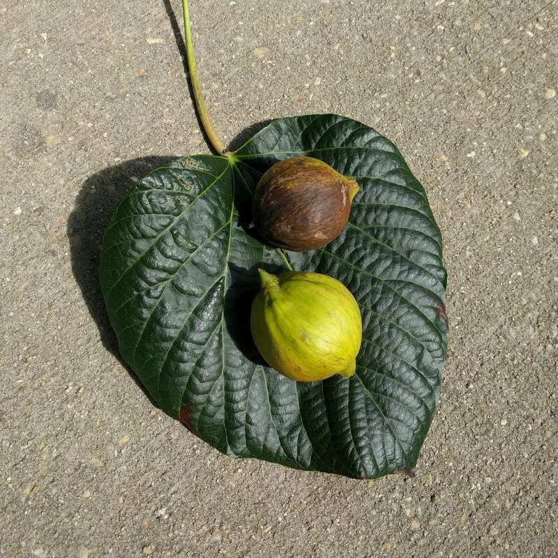 Tung Oil Tree berries and leaf