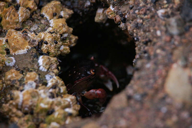 500px provided description: I played a game of hide and seek with this crab for a little while as I took photos of tide pools during the rising tide one evening on a Bellingham beach nestled within the Chuckanut Mountain range. Even taking pictures