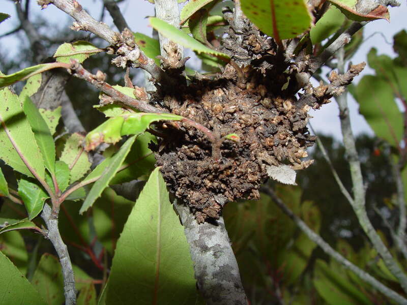 Gall induced by a fungus (Cystotheca lanestris) Edgewood Park and Natural Preserve, Redwood City, CA _________________ Reference: Field Guide to PLANT GALLS of California and Other Western States by Ron Russo- ISBN 978-0-520-24886-1