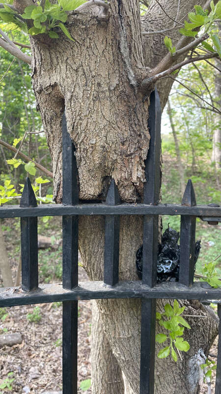 tree on Parkside Avenue fence