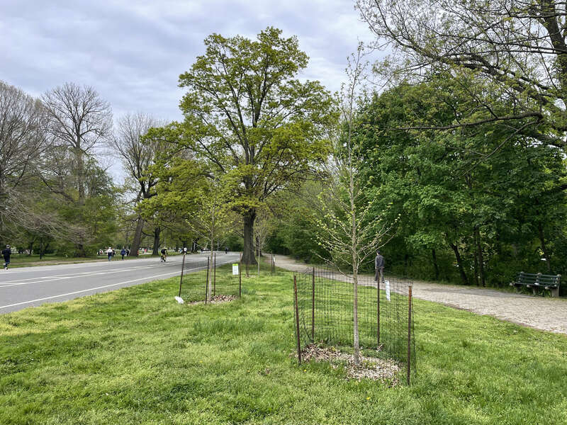 Prospect Park trees