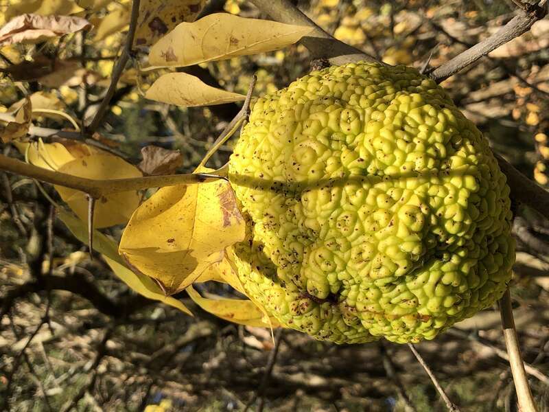 Osage orange fruit and autumn leaves still attached to a branch along County Route 518 (Lambertville-Hopewell Road) in East Amwell Township, Hunterdon County, New Jersey