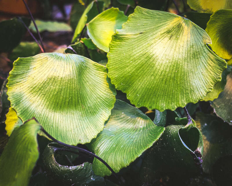 2/15/18 #umdgreenhouse #duluth