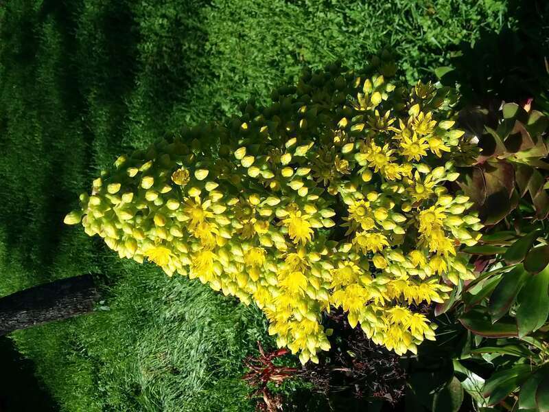 Aeonium arboreum