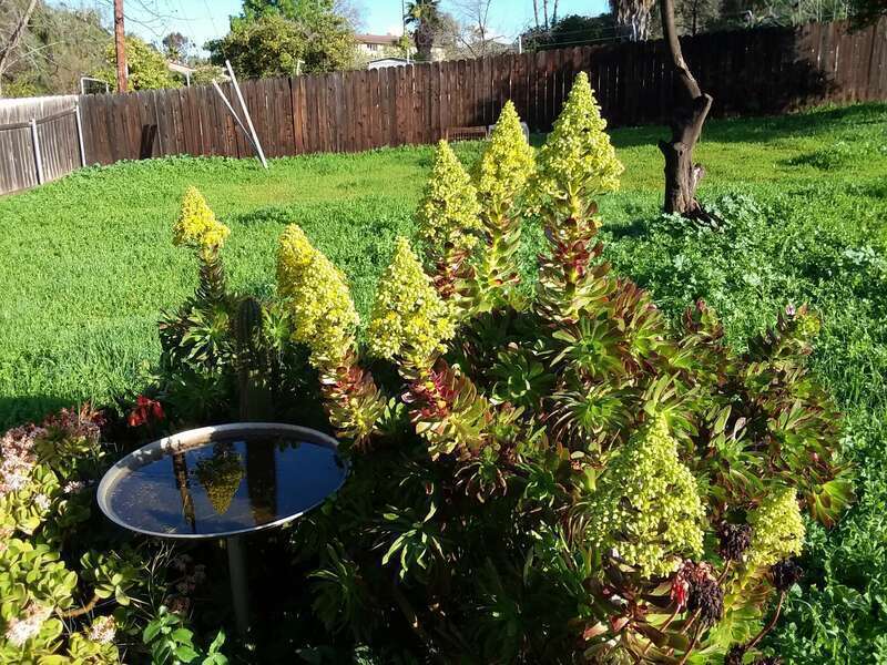 Aeonium arboreum