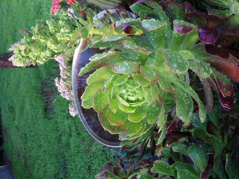 Aeonium arboreum