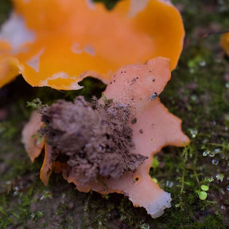 orange peel fungus (Aleuria aurantia)
