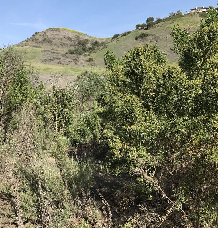 Aliso and Wood Canyons Wilderness Park