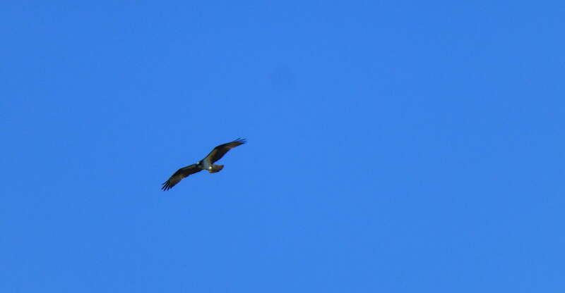 Allen Pond Park Apr 9, 2017, 9-033